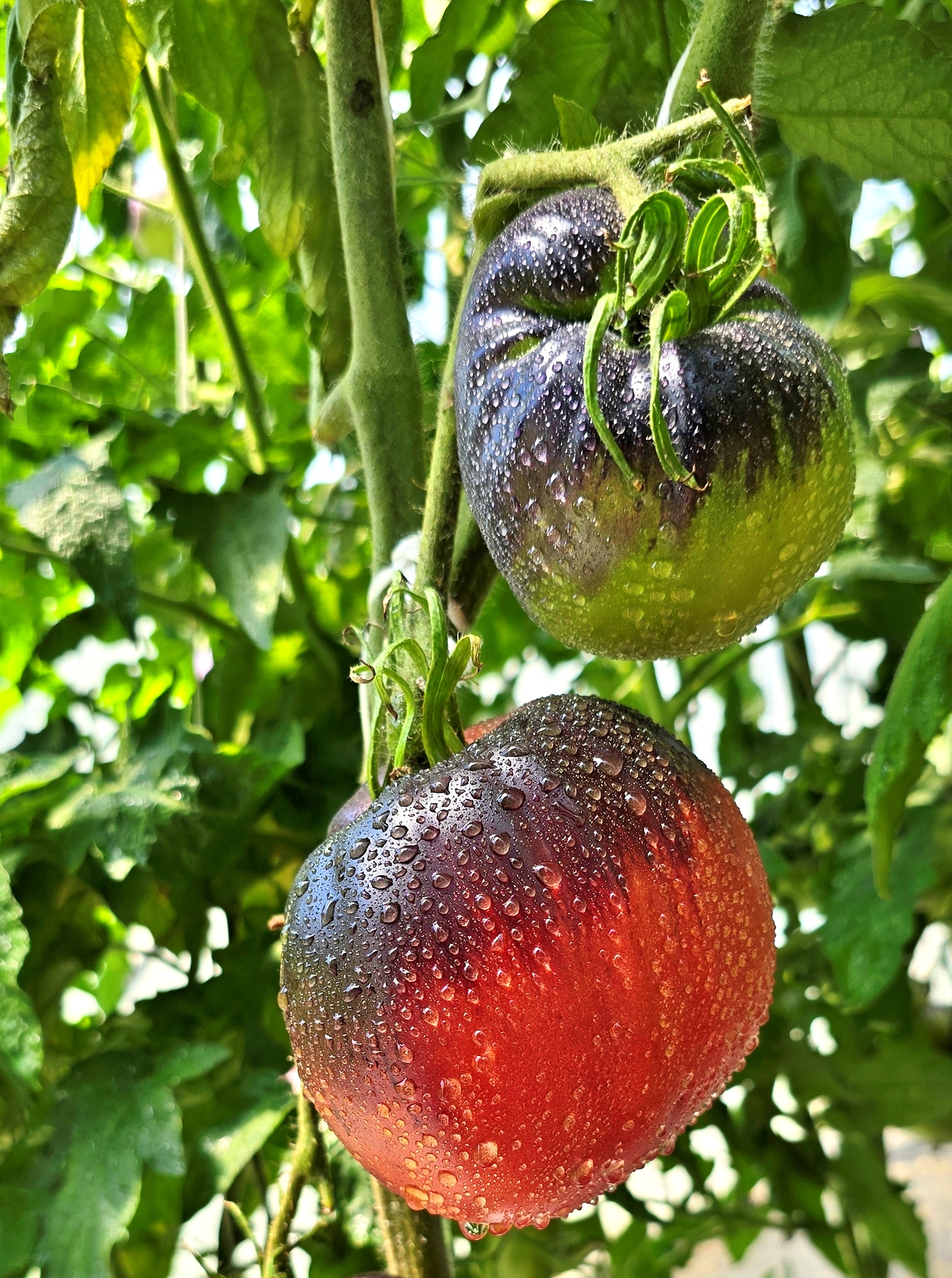 Black and Blue tomatoes: AMETHYST HEART ( Ametistovoye